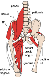 anterior view of hip 