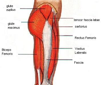Muscle tendons in the knee joint and the shoulder joint are crucial in stabilization. Diagram Of Hip.and Back.muscles . Hip Muscles Pictures and Exercises