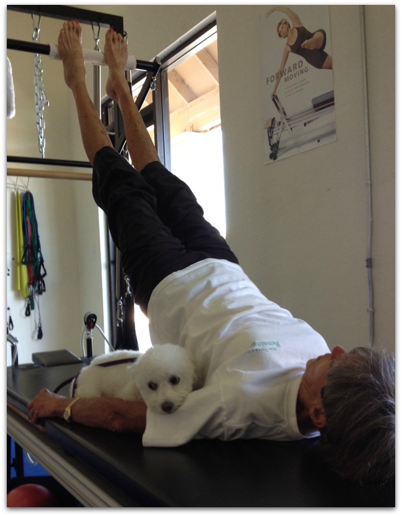 Pilates exercise with animals image