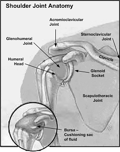 shoulder joint anatom