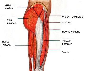 hip muscles image