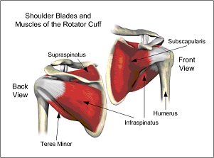 Exercise the Rotator Cuff Muscles for Stronger Shoulders