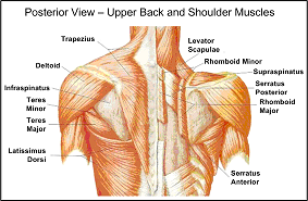 shoulder muscles image